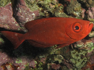 heteropriacanthus cruentatus